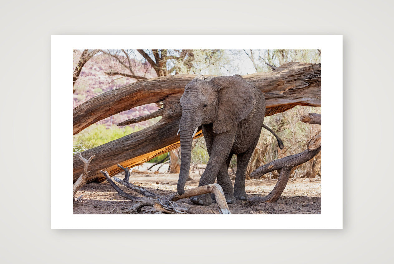 ||Hapo — 60×40cm, 24×16" Print only