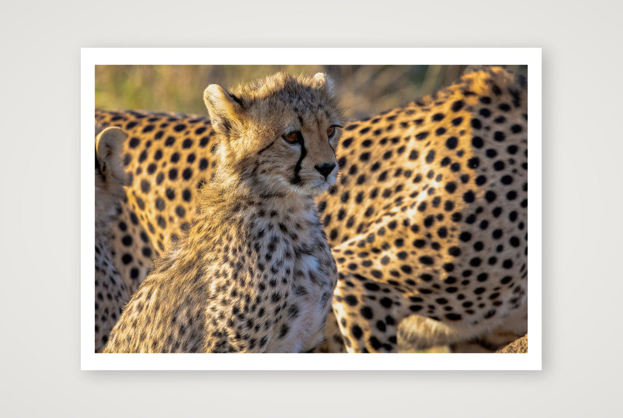 Tumaini — 100×70cm, 39×28" Print only