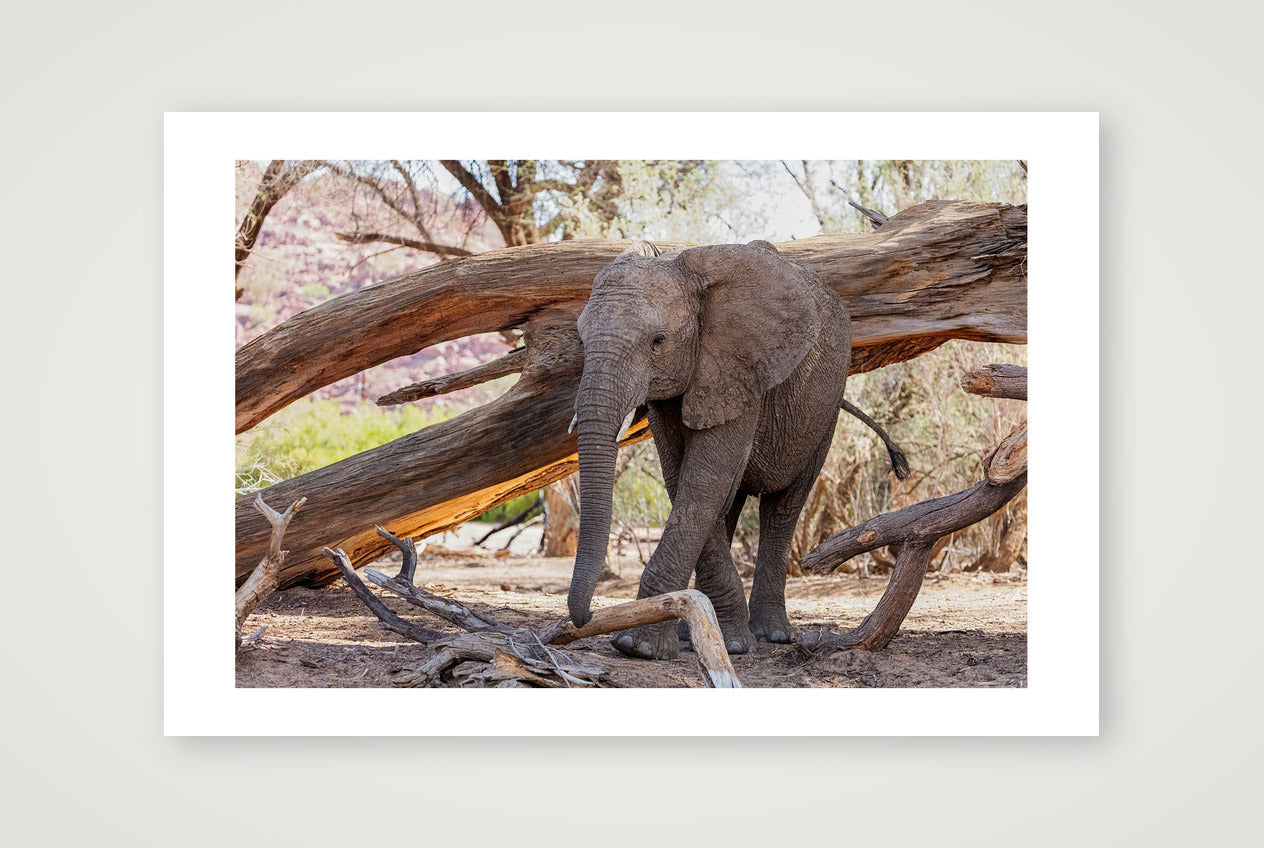 ||Hapo — 45×30cm, 18×12" Print only