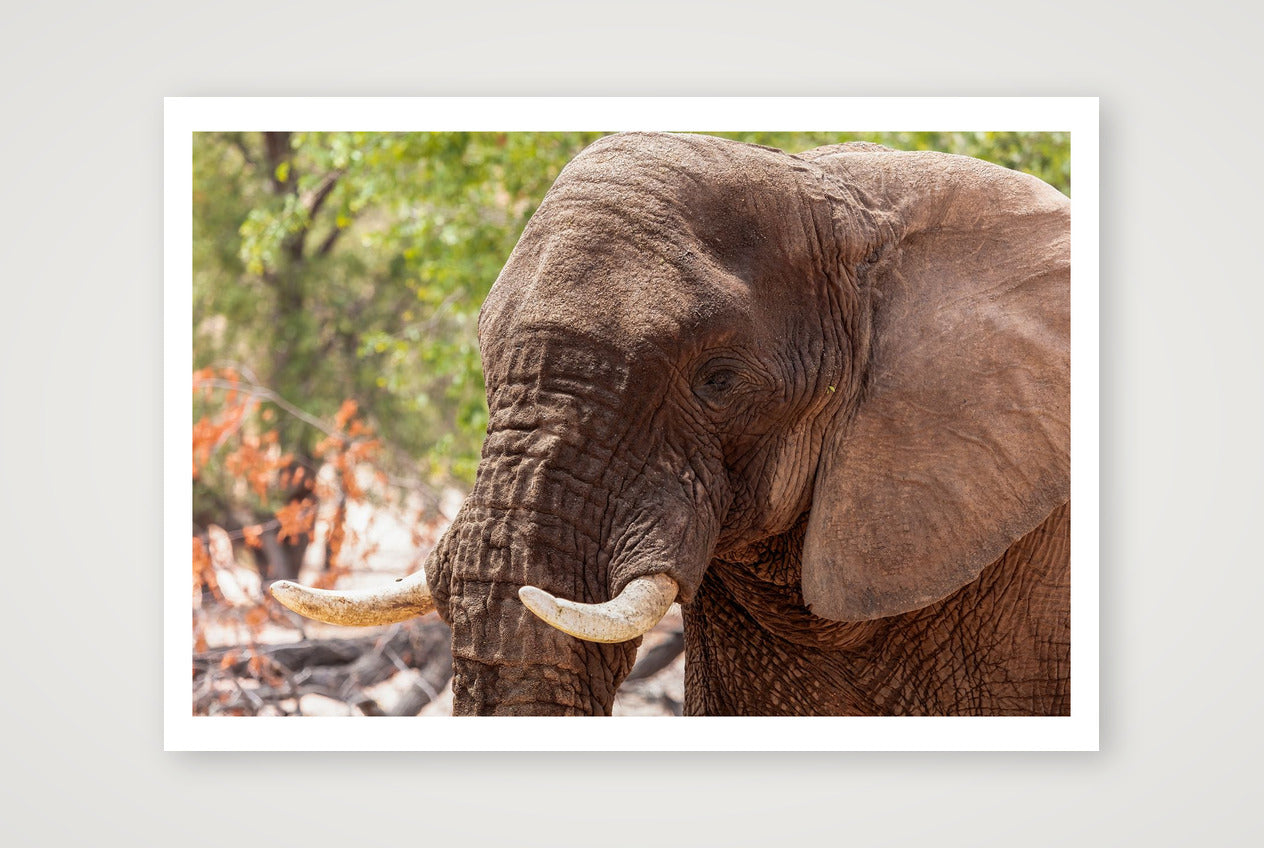 Nzou — 100×70cm, 39×28" Print only