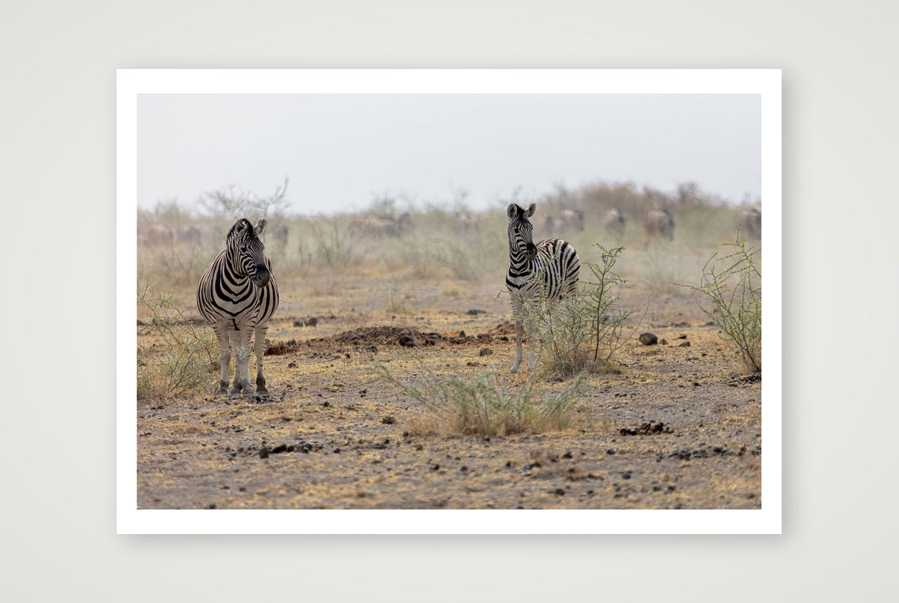 !Oareb — 100×70cm, 39×28" Print only